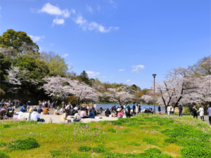 桜2026三ツ池公園