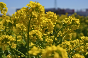 リバーサイドガーデン鶴見川菜の花