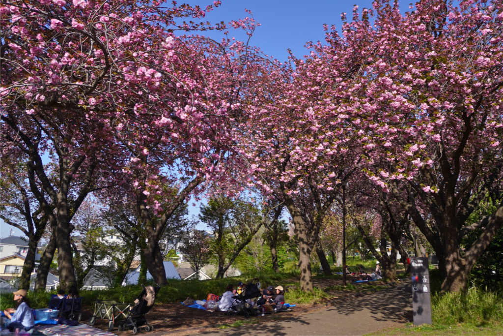 カーボン山八重桜