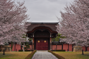總持寺　桜