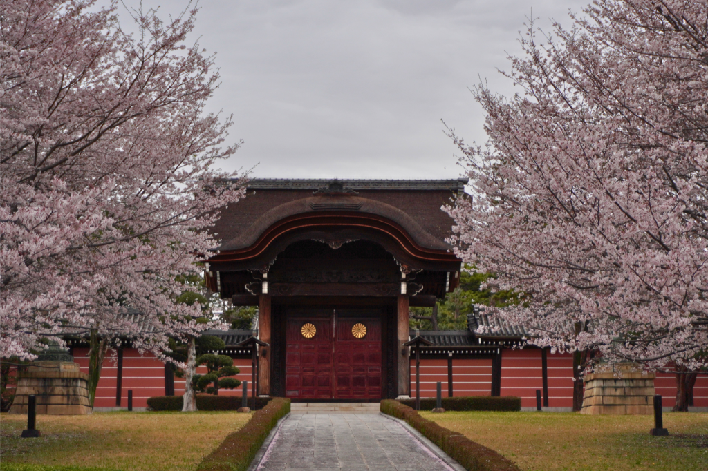 總持寺　桜