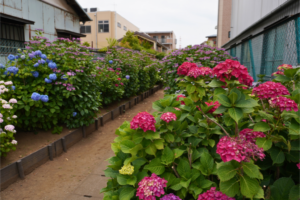駒岡あじさいロード
